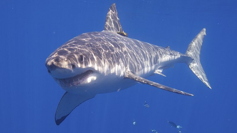 Great white shark swimming toward the camera in clear blue water, with small fish below.